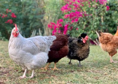four chickens standing on the grass
